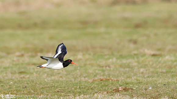 Scholekster - Eurasian Oystercatcher-2