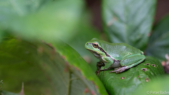 Vledder, boomkikker, "Europese boomkikker" "European Tree Frog" "peter Bader"