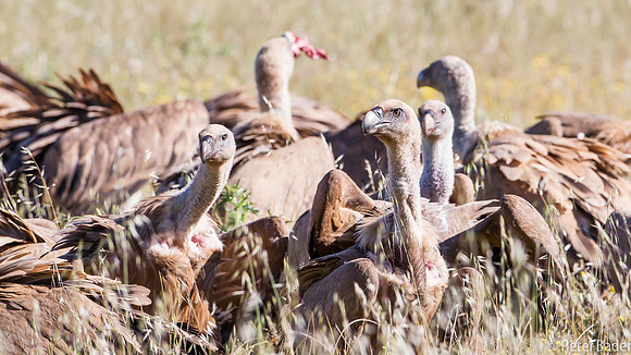 Vale Gier - Griffon Vulture