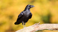 Raaf - Raven