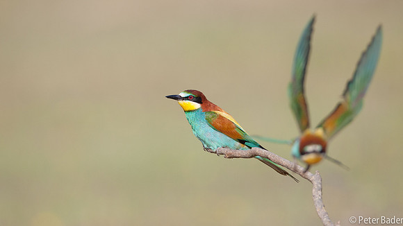 Bijeneter - European Bee Eater