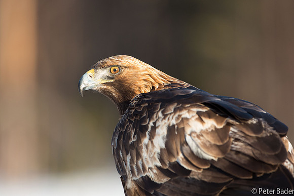 Eagle, Golden, Steenarend, Vogel, Zweden