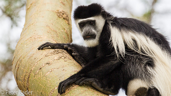 Oostelijke Franjeaap - Colobusaap - Colobus Monkey