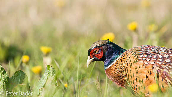 Fazant - Common Pheasant-8