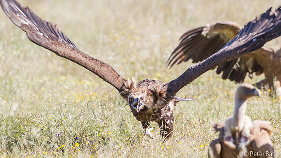 Monniksgier - Cinereous Vulture