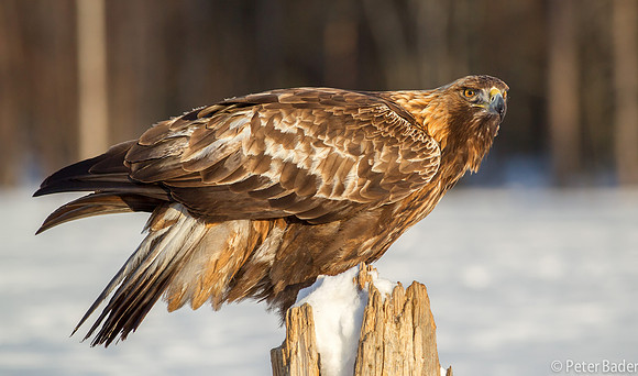 Eagle, Golden, Steenarend, Vogel, Zweden