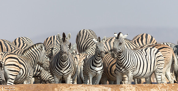 Etosha - Dolomite Camp-19