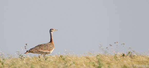 Grote Trap - Great Bustard