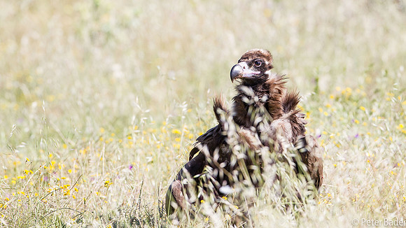 Monniksgier Gier - Cinereous Vulture