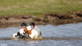 Bergeeend - Common Shelduck-4