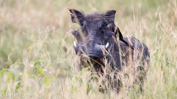 Wrattenzwijn - Warthog-1