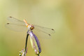 Bloedrode heidelibel - Sympetrum sanguineum