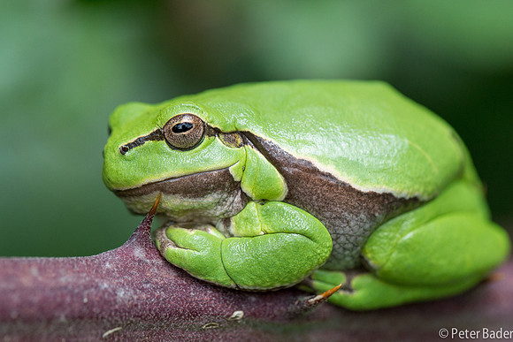 Europese Boomkikker - European Tree Frog