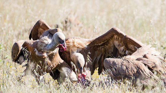 Vale Gier - Griffon Vulture