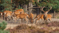 Edelhert - Red Deer