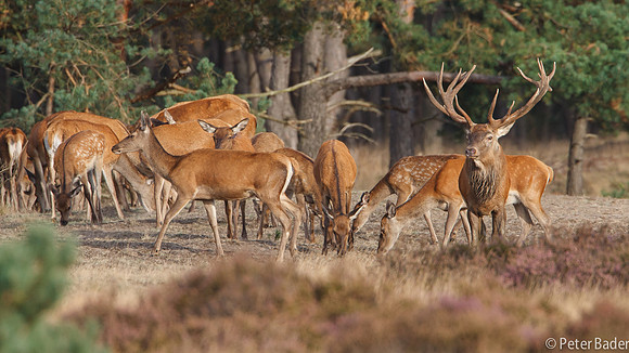 Edelhert - Red Deer