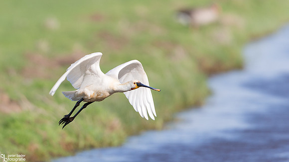 Lepelaar - Eurasian Spoonbill-1
