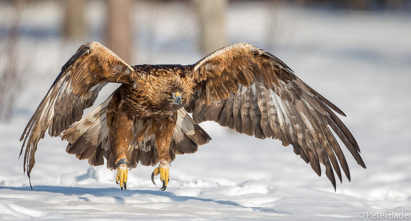 Eagle, Golden, Steenarend, Vogel, Zweden