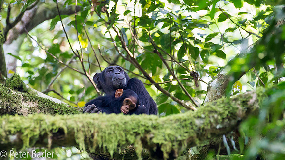 Chimpansee - Chimpanzee