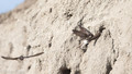 Oeverzwalum - Sand Martin-12