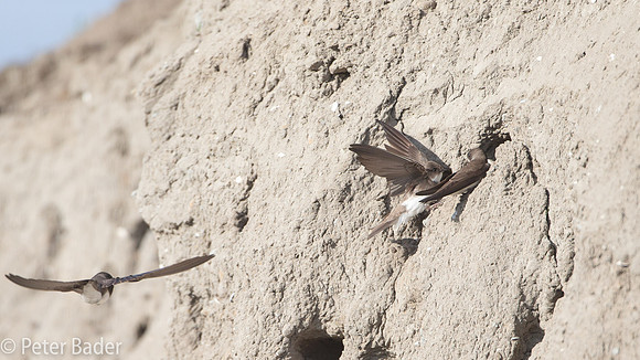 Oeverzwalum - Sand Martin-12