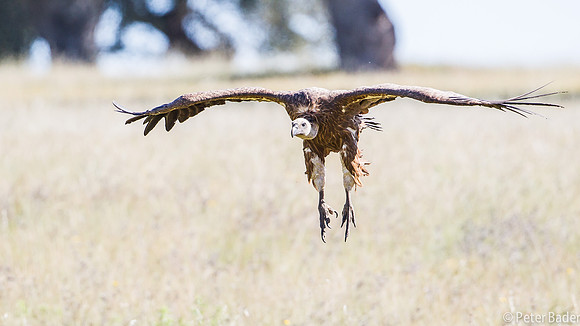 Vale Gier - Griffon Vulture