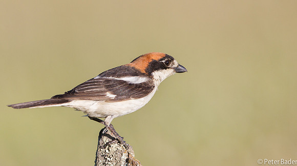 Roodkopklauwier - Woodchat Shrike