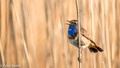 Blauwborst - Bluethroat-4