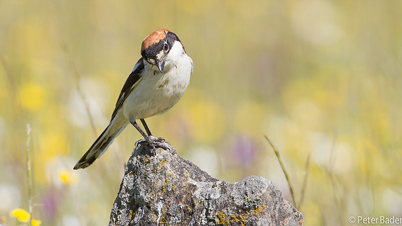 Roodkopklauwier - Woodchat Shrike