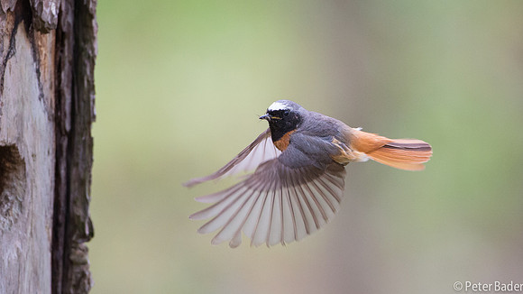 Gekraagde Roodstaart - Common Redstart