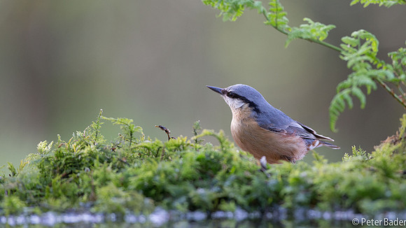 Applevink-1