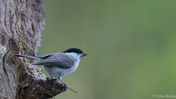 Applevink-1