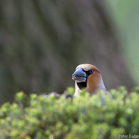 Applevink-3