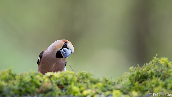 Applevink-4