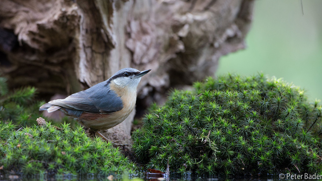 Boomklever - Eurasian Nuthatch