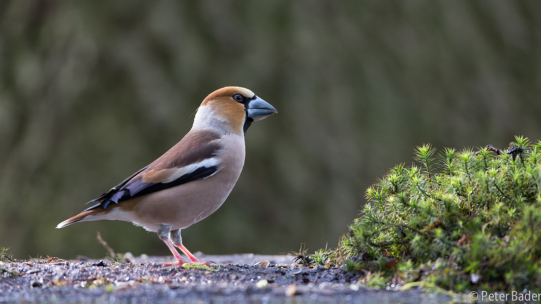 Applevink - Hawfinch