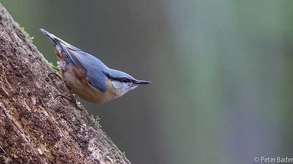 Applevink-8