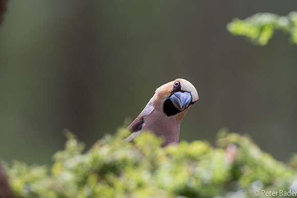 Applevink-10