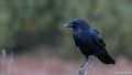 Raaf - Raven