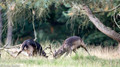 Damhert - Fallow Deer 3