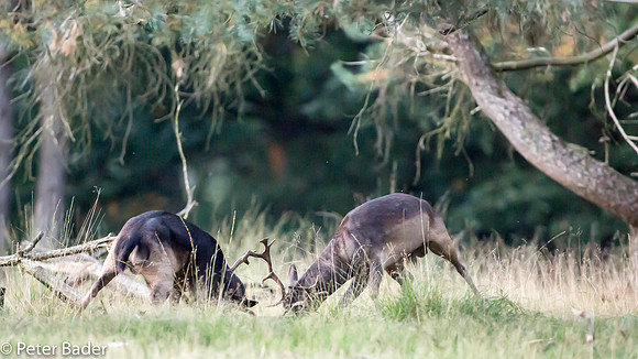 Damhert - Fallow Deer 3