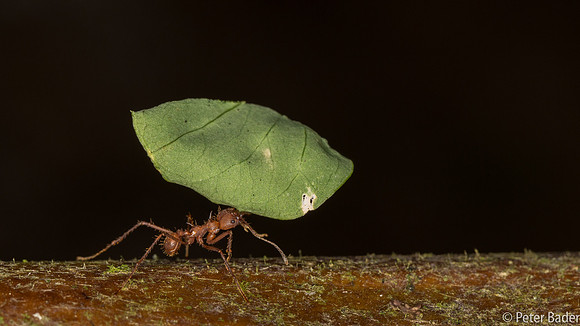 Bladsnijdermier - Leaf Cutter Ant