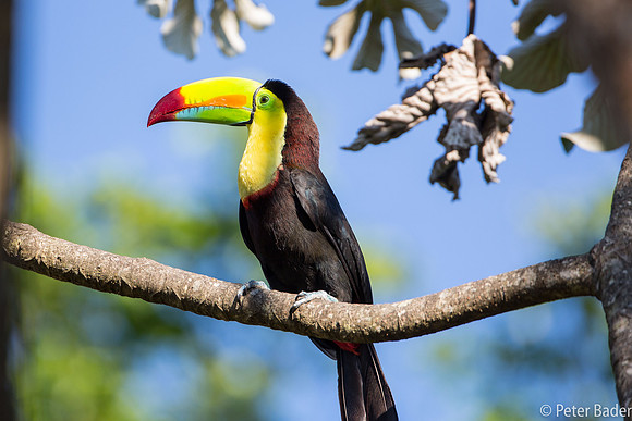 Zwavelborsttoekan - Keel-billed Toucan