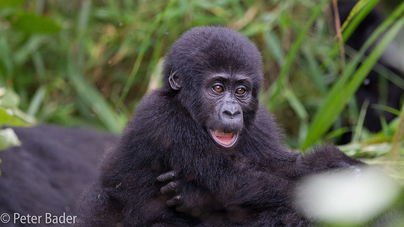 Gorilla in Oeganda, Bwindi Forest National Park