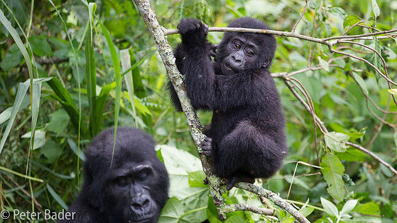 Gorilla in Oeganda, Bwindi Forest National Park