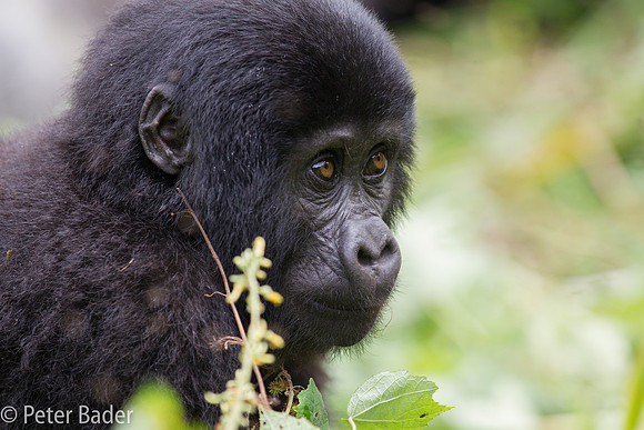 Gorilla in Oeganda, Bwindi Forest National Park
