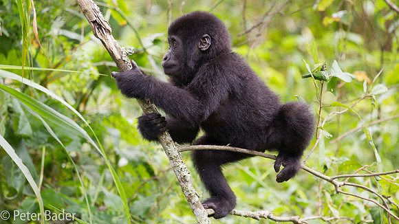 Gorilla in Oeganda, Bwindi Forest National Park