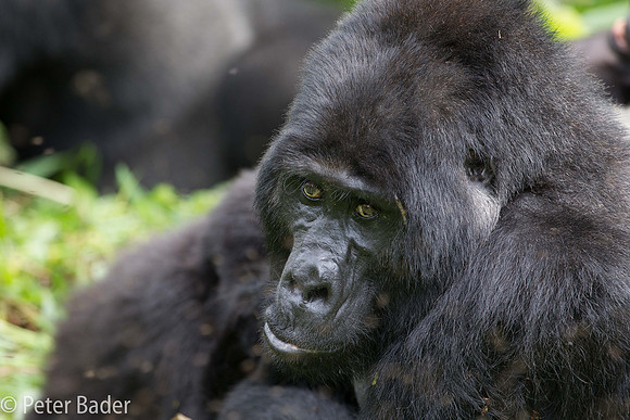 Silverback Gorilla in Oeganda, Bwindi Forest National Park