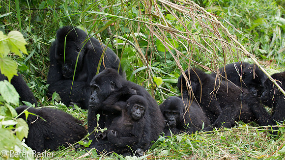 Gorilla in Oeganda, Bwindi Forest National Park