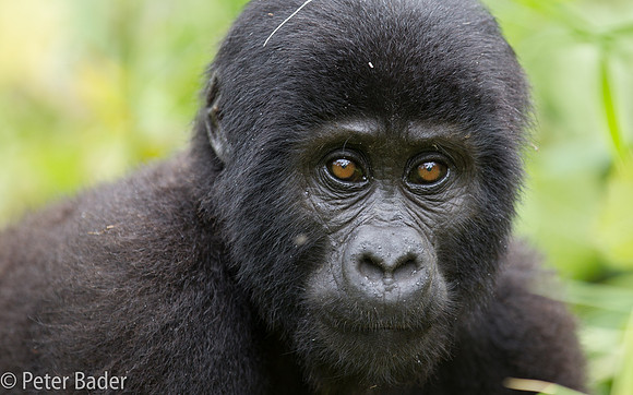 Gorilla in Oeganda, Bwindi Forest National Park